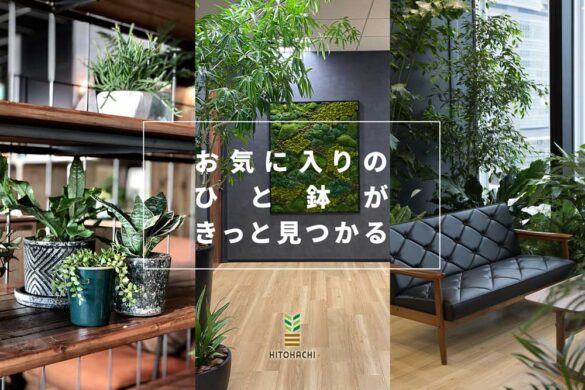 センスが光るインテリアグリーン選び 観葉植物のコーディネートならHITOHACHI