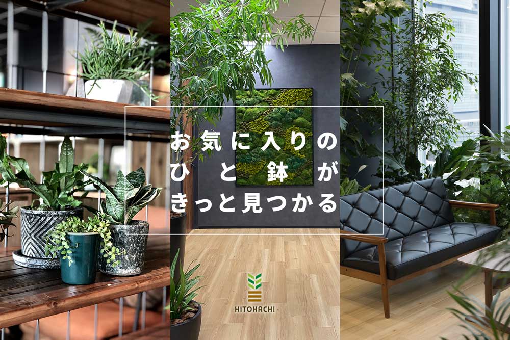 センスが光るインテリアグリーン選び 観葉植物のコーディネートならhitohachi Affluent アフルエント 人生をより豊かにする大人のためのハイエンドメディア