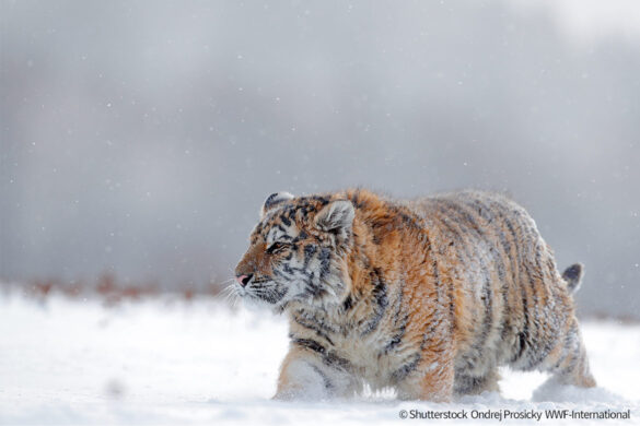 〝最強〟のトラが、今や守られるべき存在に？ 絶滅に瀕したトラを救うためにできること。