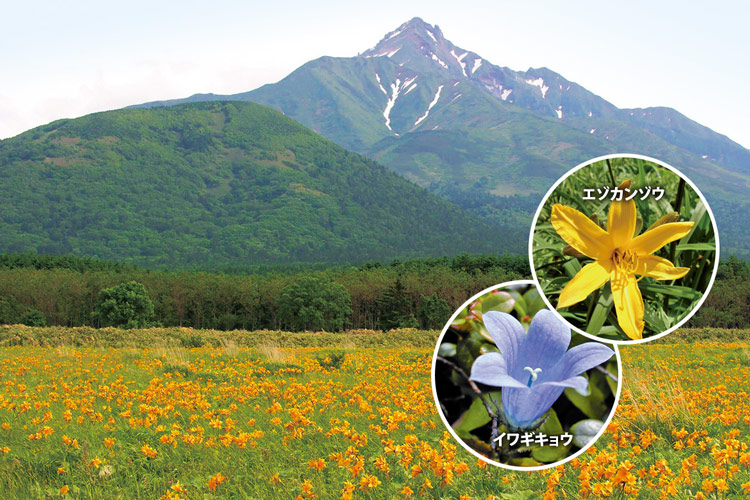 富士野園地では6月下旬から7月中旬にかけてエゾカンゾウの花が一面に広がる。