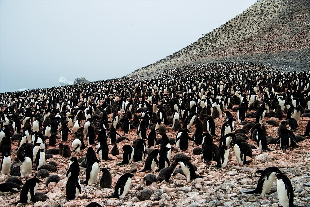 足の踏み場もない程の群れをなしたペンギンの巨大なルッカリー（営巣地）。