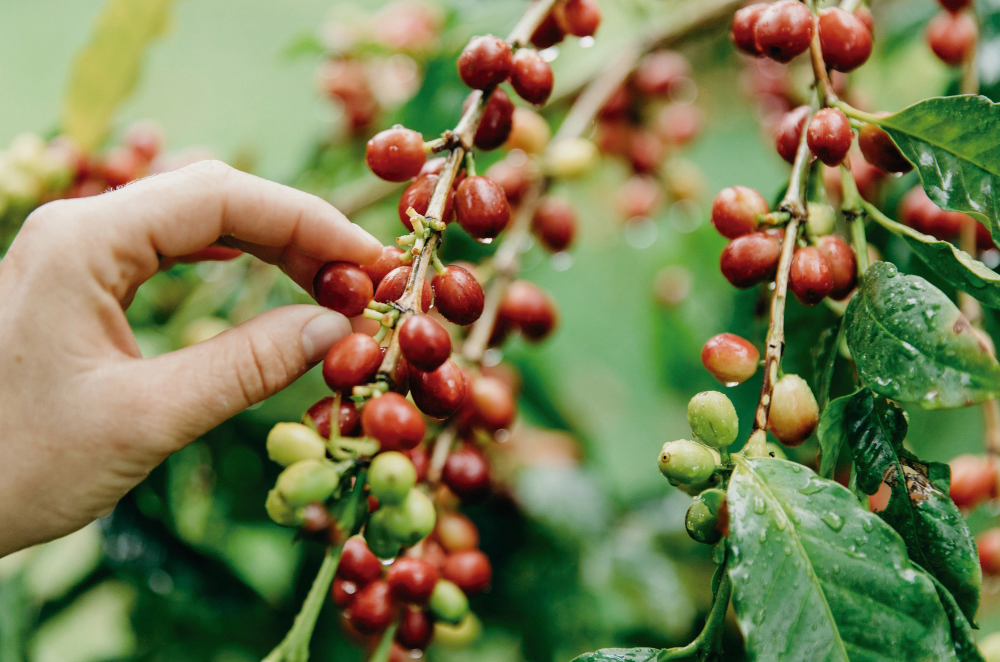 コーヒー豆の収集