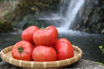 自家製有機肥料使用栽培 喜界島トマト2kg