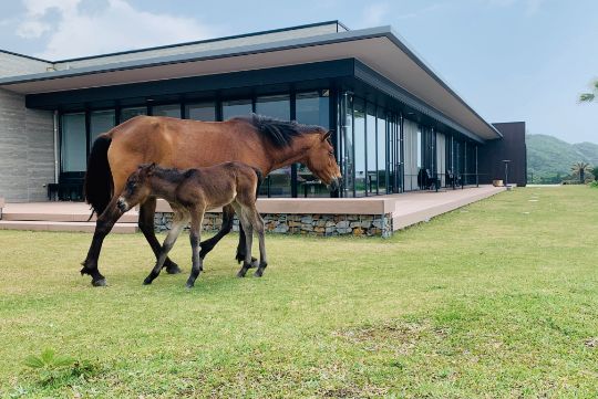 カフェやお土産コーナーを併設する、都井岬観光交流館 PAKALAPAKA。馬たちが気まぐれで施設周辺にやってくることも。
