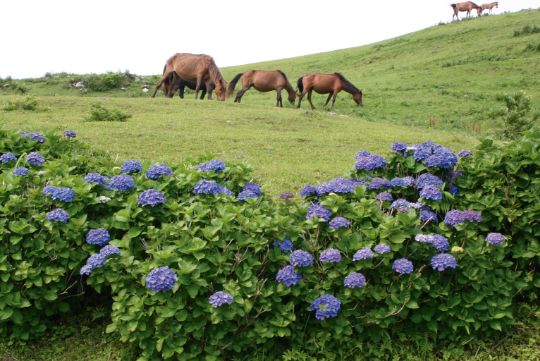 例年6月下旬まで見頃の都井岬あじさいロード。出産シーズンの3～8月は「春駒」と呼ばれる仔馬の愛らしい姿があちこちで見られる。ルールを守って見学しよう。