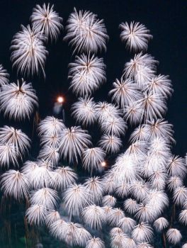 【千輪菊】大きな花火玉の中に小さな花火玉が多数セットされ、破裂した後、時間差で小さな火の花が一斉に開き満開になる。