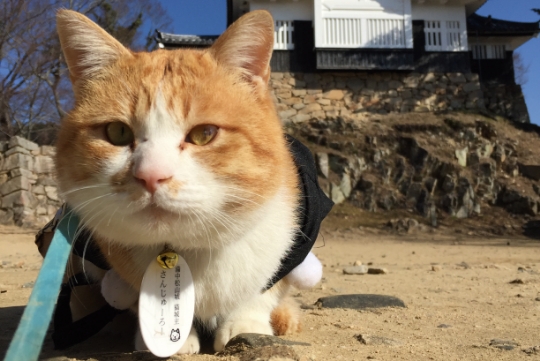 2018年から城に住み着いた、猫城主・さんじゅーろー。10時、14時の城内見回りで愛らしい姿を見られる。（写真提供：一般社団法人高梁市観光協会）