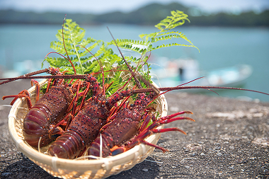 天然 伊勢海老 1kg