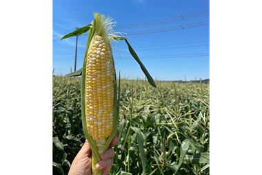 【2026年産】とうもろこし 先⾏予約  森のとうもろこし 10〜11本