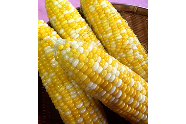 【2026年産】とうもろこし 先⾏予約  森のとうもろこし 10〜11本