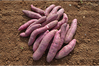 村上農園のさつまいも「紅はるか」