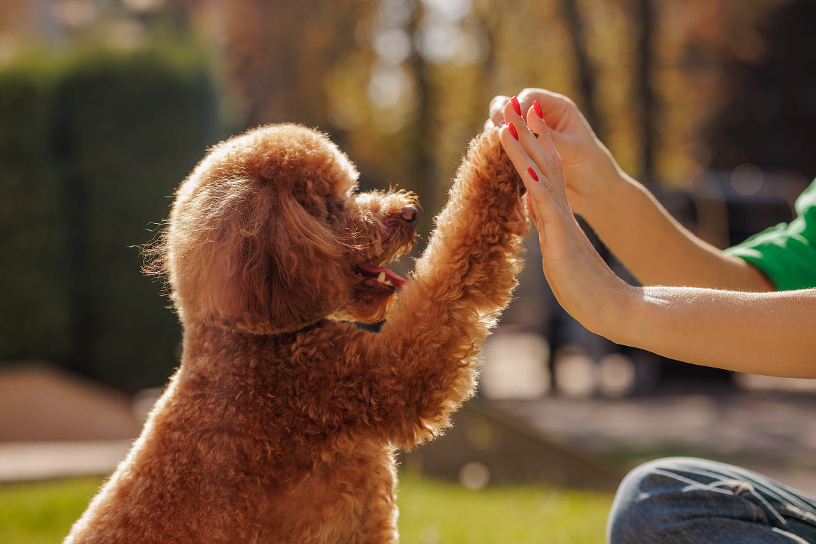 愛犬との素晴らしい人生