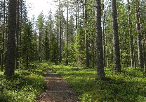 国土の約75%を森林が占め、計画的な林業と自然保護が長年にわたり両立されてきた。例えば森が私有地でも、「自然享受権」のもと、一定のルールを守れば誰もが立ち入ることができる。
