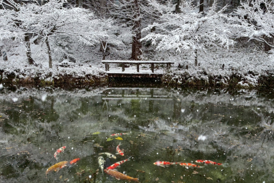 池の底から湧き出る水は、年間を通じて約14℃を保つため凍らない。外気温が水温を下回る日には、水面から湯気が立ちのぼり、より一層幻想的な風景に。