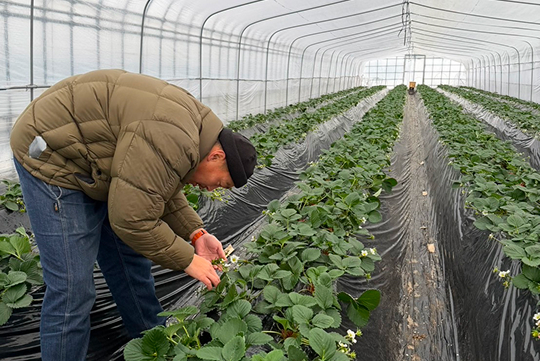果肉が非常にやわらかいため、越後姫は一粒ずつ熟練の農家によって手作業で選別される。持つのではなく、そっと触れるような扱いが必要だという。