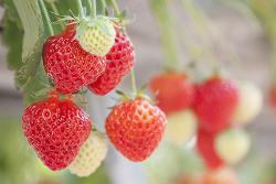 越後姫  いちご狩り情報