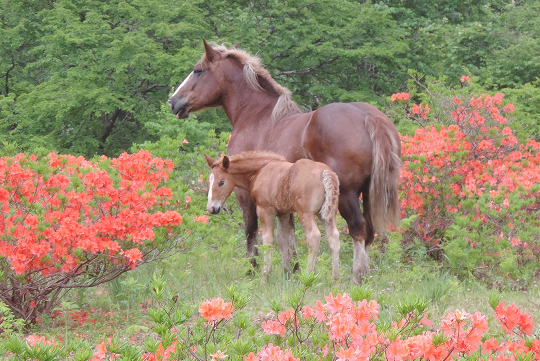 散策スポットのひとつ「中のまきば」では、例年6月上旬頃から馬の放牧が始まり、ツツジが彩る風景の中を優雅に駆ける姿を見ることができる。
