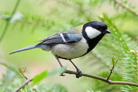 鈴木さんは双眼鏡を通して自然界にいる鳥たちの姿を見ることと、鳥かごの中で観察することには大きな違いがあることを指摘している。鈴木さん自らが撮影したシジュウカラ。
